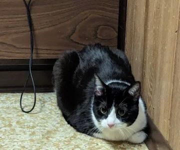 Windsor Animal Clinic: Cripps Jeff L DVM