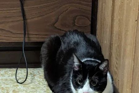 Windsor Animal Clinic: Cripps Jeff L DVM