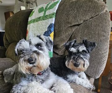 Southside Animal Hospital