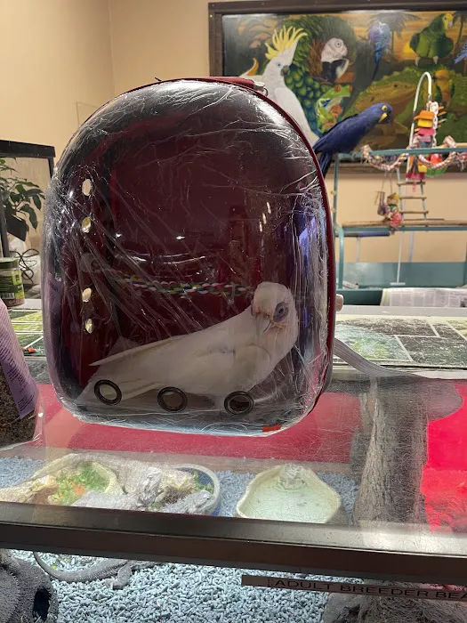 Agustin's Exotic Birds and Reptiles 12