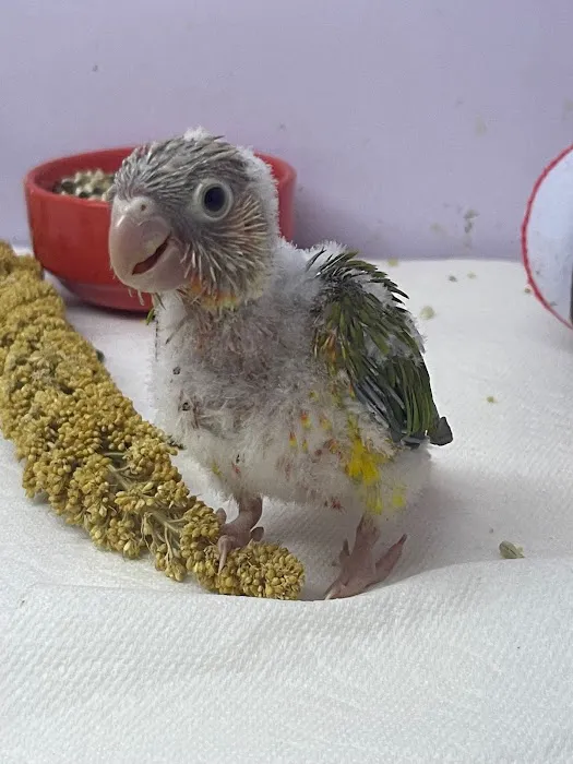 Agustin's Exotic Birds and Reptiles 12