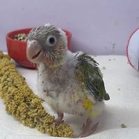 Agustin's Exotic Birds and Reptiles ico