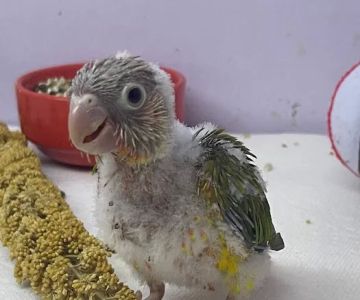 Agustin's Exotic Birds and Reptiles