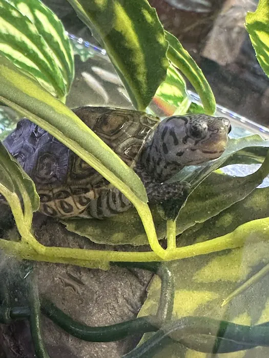 Agustin's Exotic Birds and Reptiles 12
