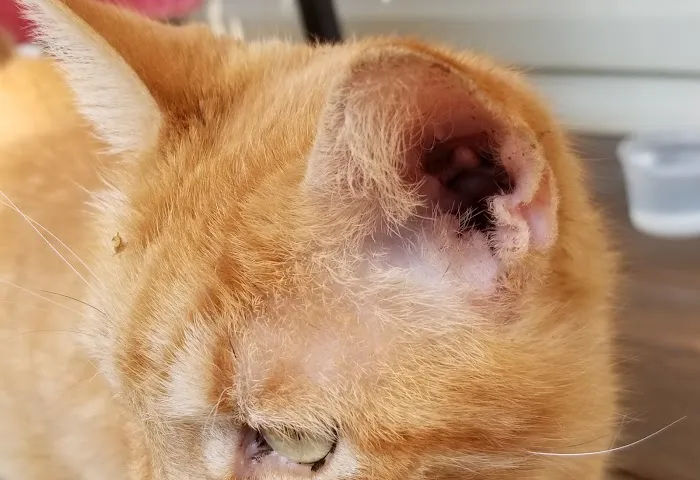 Ailurophile Cat Clinic 8
