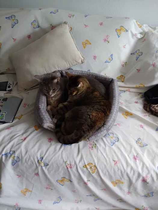 Ailurophile Cat Clinic 4