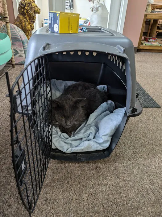 Ailurophile Cat Clinic 7