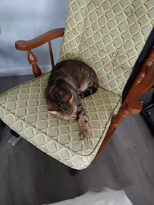 Ailurophile Cat Clinic 5