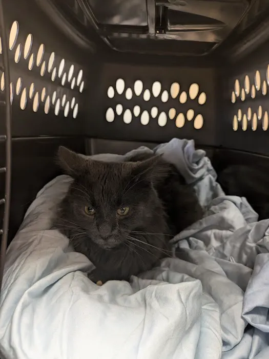 Ailurophile Cat Clinic 9