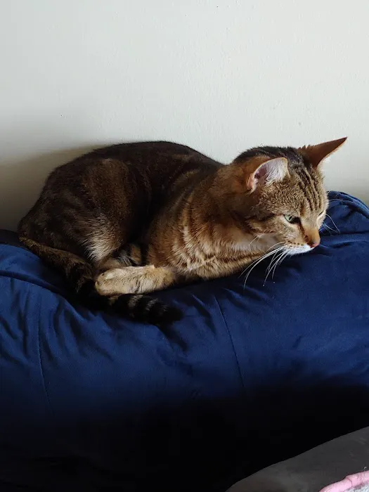 Ailurophile Cat Clinic 3
