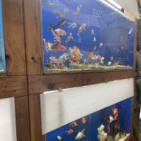 Fresh pets and grooming ico