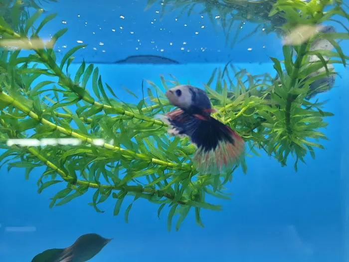 Fresh pets and grooming 12