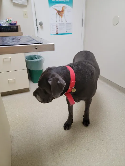 East Lansing Veterinary Clinic 4