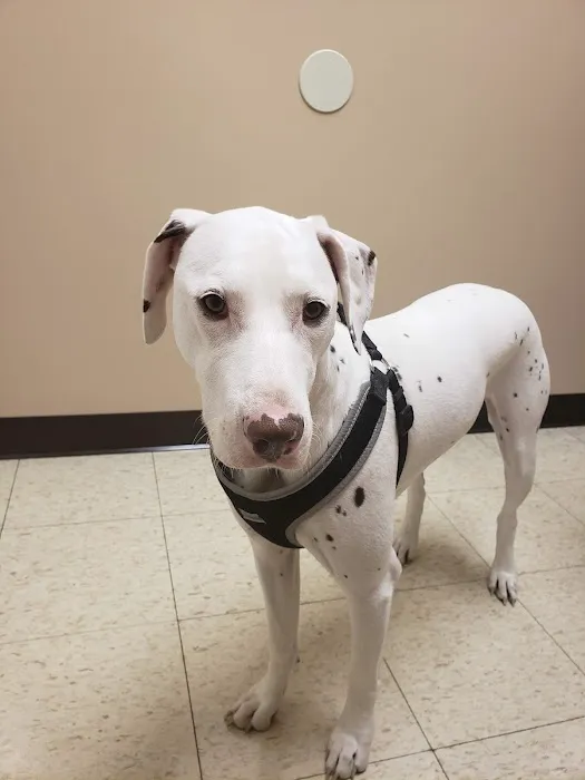 East Lansing Veterinary Clinic 2