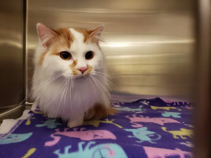 East Lansing Veterinary Clinic 9