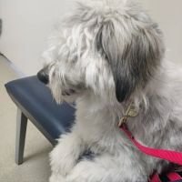East Lansing Veterinary Clinic ico