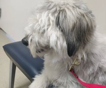 East Lansing Veterinary Clinic
