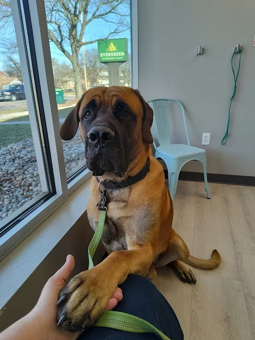 Evergreen Veterinary Clinic 10