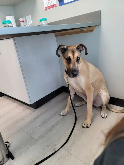 Evergreen Veterinary Clinic 2