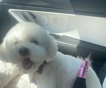 The Good Dog