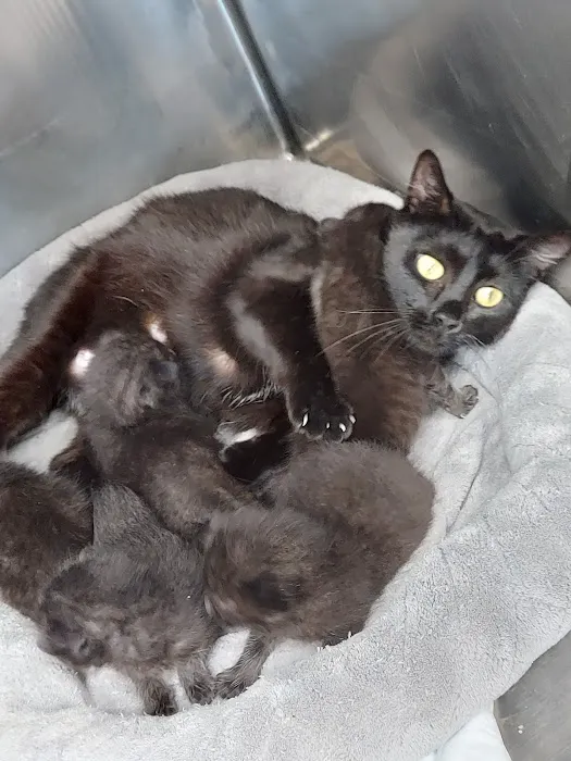 Eaton County Humane Society - Spay/Neuter Clinic & Wellness Center 5