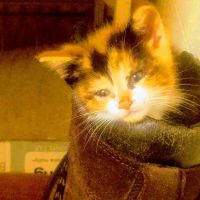 Eaton County Humane Society - Spay/Neuter Clinic & Wellness Center ico