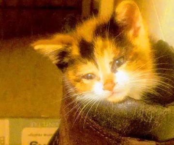 Eaton County Humane Society - Spay/Neuter Clinic & Wellness Center
