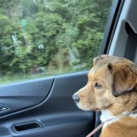 Imperial Animal Hospital Pet Lodge and Grooming ico