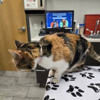 Imperial Animal Hospital, LLC ico