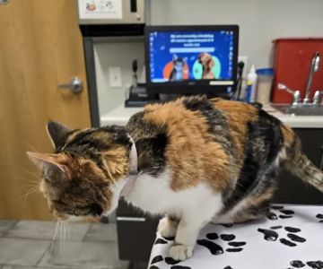 Imperial Animal Hospital, LLC