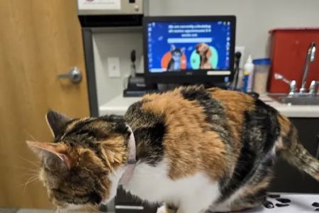 Imperial Animal Hospital, LLC