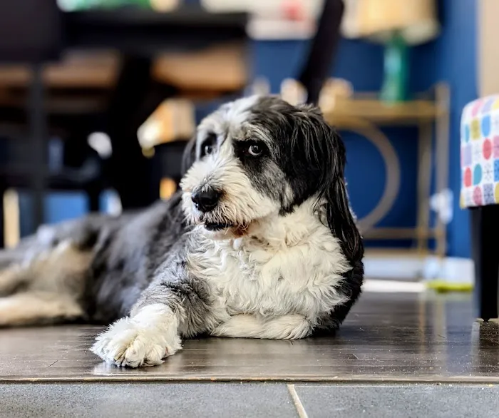 Imperial Animal Hospital, LLC 12