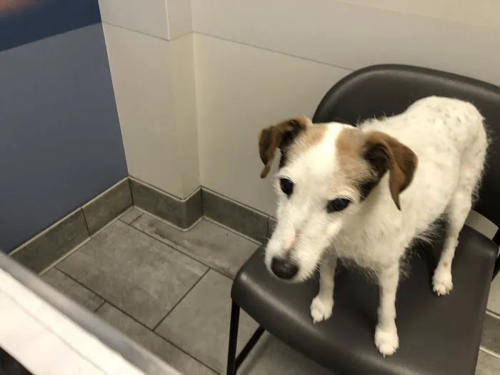 Imperial Animal Hospital, LLC 12