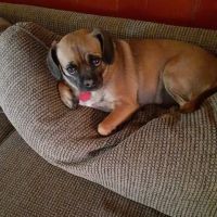 Starkey Veterinary Clinic Pc ico