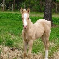 Hillsboro Veterinary Service, LLC ico