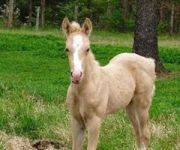 Hillsboro Veterinary Service, LLC