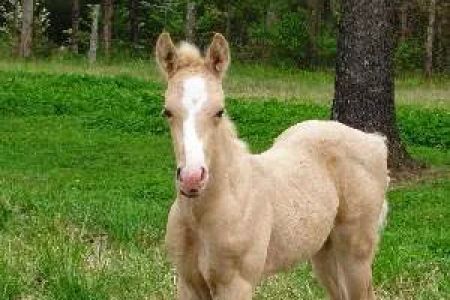Hillsboro Veterinary Service, LLC