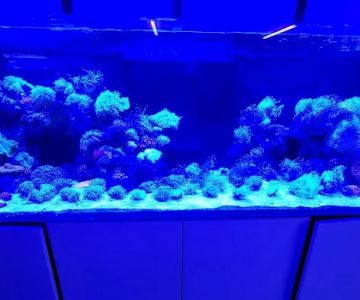 Reef Lounge Norco