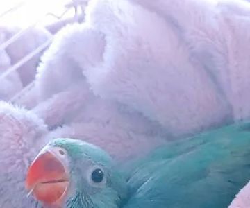 Brian's Exotic Birds