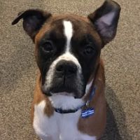 Bellson Animal Hospital ico