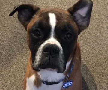Bellson Animal Hospital