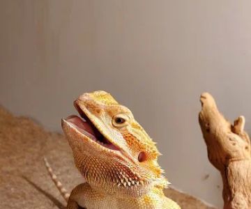 Corona Reptiles & Kritters