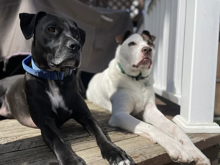 Banfield Pet Hospital 12