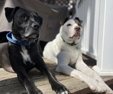 Banfield Pet Hospital
