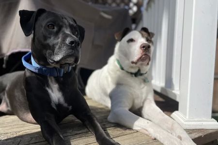 Banfield Pet Hospital