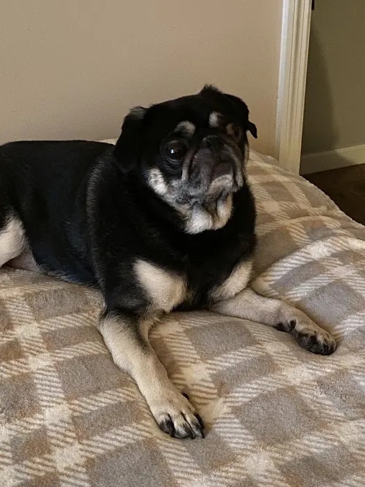 Banfield Pet Hospital 12