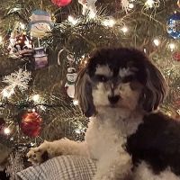 Veterinary Center- Daniel R. Reilly VMB ico