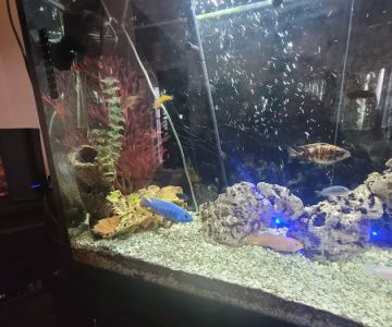 The Mystic Reef