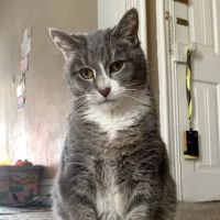 Petz R Us ico