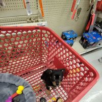 PetVet Vaccination Clinic ico